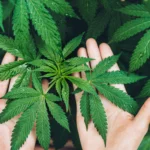 Cannabis medicinal será favorecida por julgamento do STF